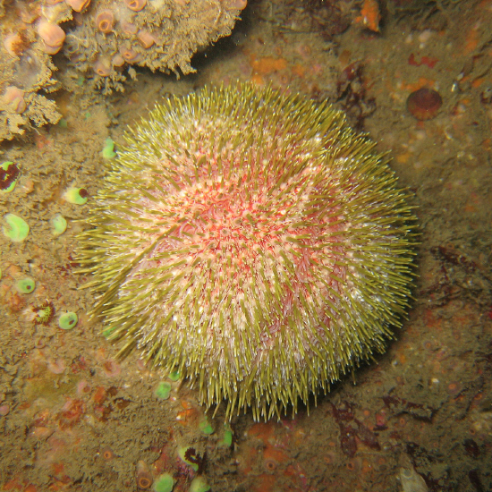  Echinus esculentus (Edible Urchin)
